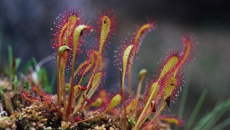 Drosera, come curare la pianta carnivora semplice da coltivare