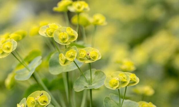 Euphorbia, come curare la pianta dalle mille varietà