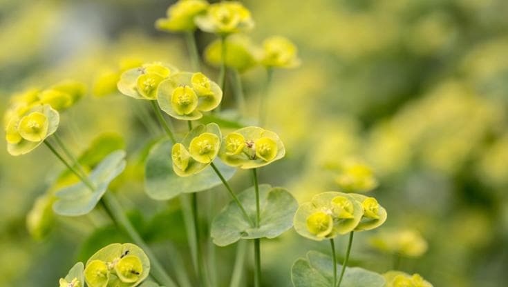 Euphorbia, come curare la pianta dalle mille varietà