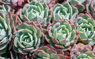 Echeveria, come curare la pianta grassa dai fiori a campana