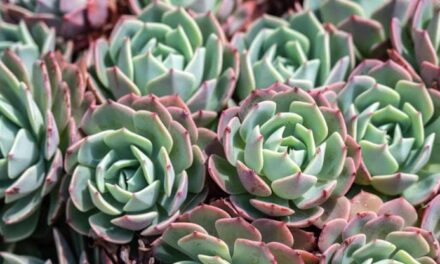 Echeveria, come curare la pianta grassa dai fiori a campana