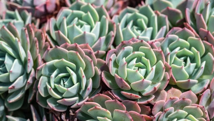 Echeveria, come curare la pianta grassa dai fiori a campana