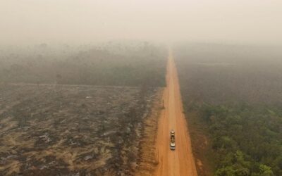 Ue, rinviata la legge contro la deforestazione: cosa c’è da sapere