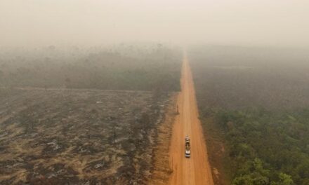 Ue, rinviata la legge contro la deforestazione: cosa c’è da sapere