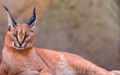 Non solo gattini e cani: per la conservazione della fauna selvatica i social network contano