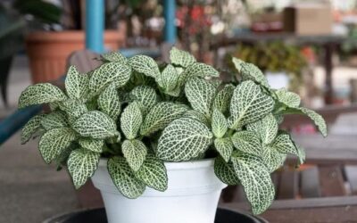 Fittonia, come curare la pianta del mosaico