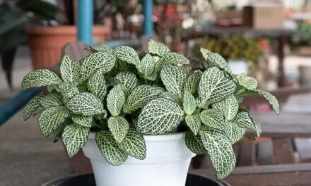 Fittonia, come curare la pianta del mosaico