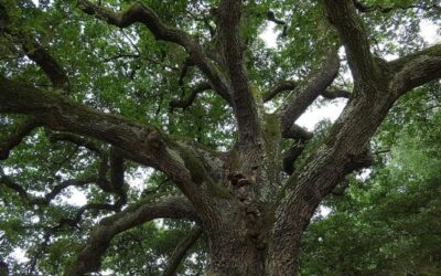 Un italiano su tre non sa che gli alberi assorbono CO2 e non solo