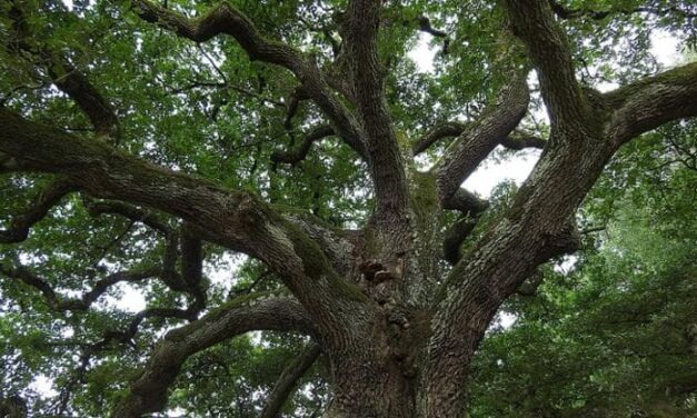 Un italiano su tre non sa che gli alberi assorbono CO2 e non solo