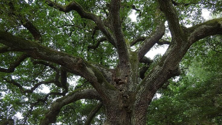 Un italiano su tre non sa che gli alberi assorbono CO2 e non solo