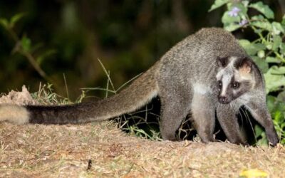 Pandemie, cosa hanno a che fare gli animali spazzini e il Ginkgo biloba con la diffusione dei virus