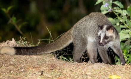 Pandemie, cosa hanno a che fare gli animali spazzini e il Ginkgo biloba con la diffusione dei virus