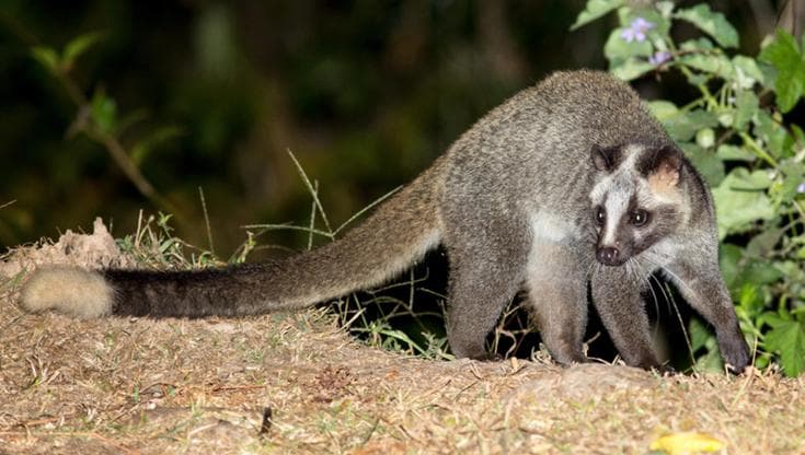 Pandemie, cosa hanno a che fare gli animali spazzini e il Ginkgo biloba con la diffusione dei virus