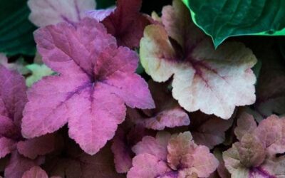 L’Heuchera, come prendersi cura della “Coral Bells”