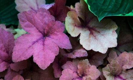 L’Heuchera, come prendersi cura della “Coral Bells”