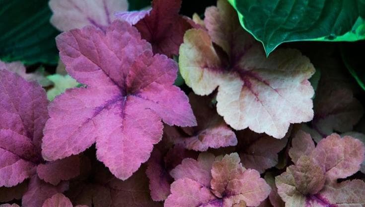 L’Heuchera, come prendersi cura della “Coral Bells”