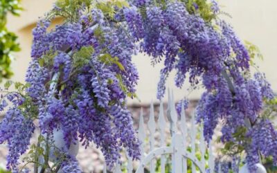 Piante rampicanti, 10 idee per colorare giardini e terrazzi