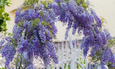 Piante rampicanti, 10 idee per colorare giardini e terrazzi