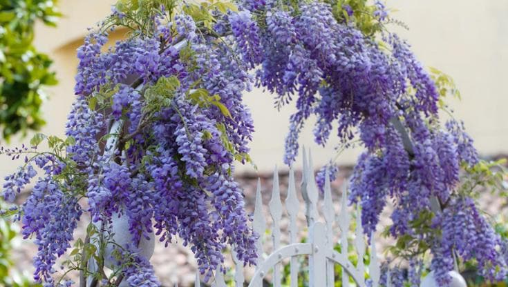 Piante rampicanti, 10 idee per colorare giardini e terrazzi