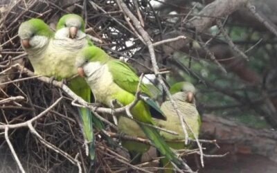 “I pappagalli verdi sono specie invasive, bisogna arginarli”