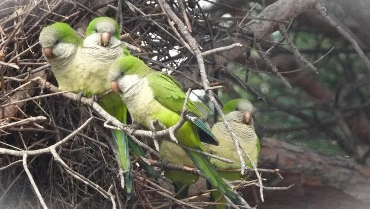 “I pappagalli verdi sono specie invasive, bisogna arginarli”