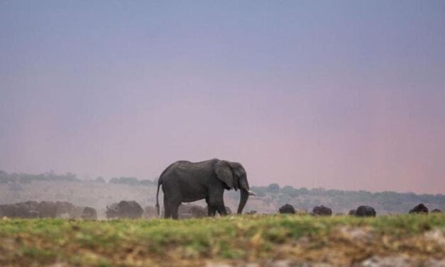 Africa, nell’ultimo mezzo secolo il 77% di elefanti in meno