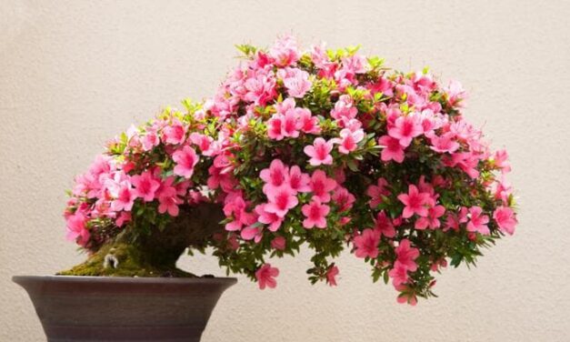 Bonsai azalea, tutto il fascino dei fiori