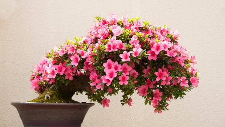 Bonsai azalea, tutto il fascino dei fiori