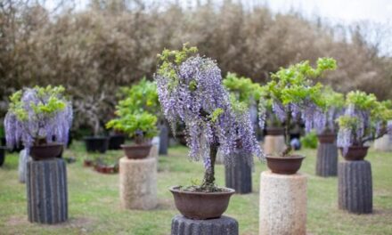 Il bonsai glicine, resistente e dai fiori profumati