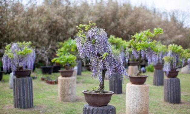 Il bonsai glicine, resistente e dai fiori profumati