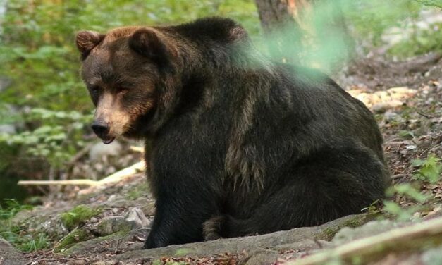 Trentino, abbattuto nella notte l’orso M91. Era stato classificato pericoloso