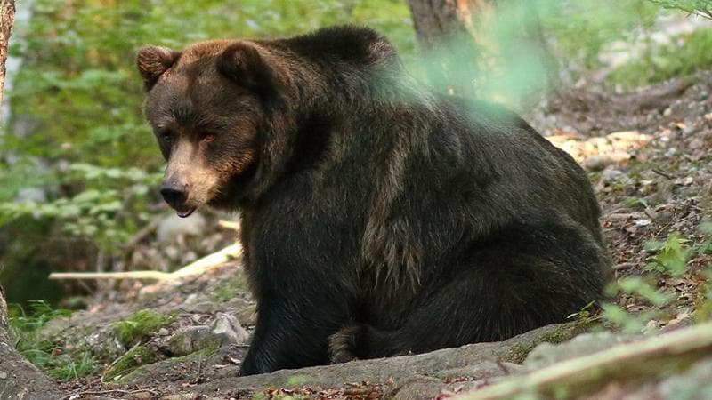 Trentino, abbattuto nella notte l’orso M91. Era stato classificato pericoloso