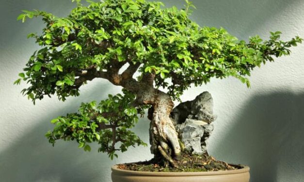 Bonsai olmo, è tempo di potatura: i consigli