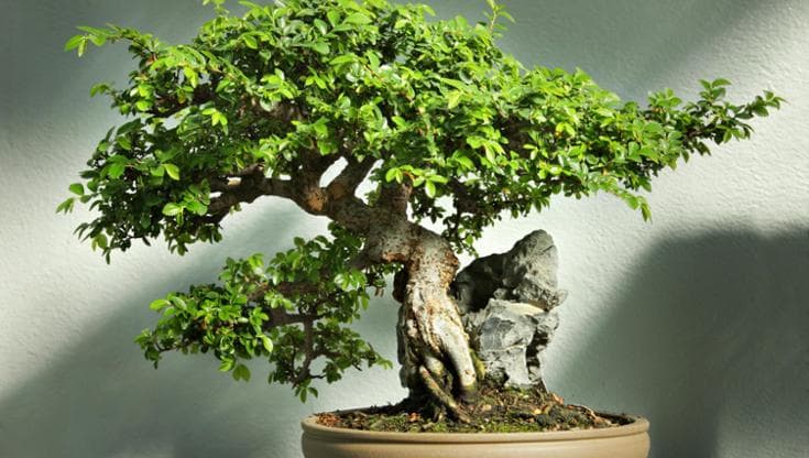 Bonsai olmo, è tempo di potatura: i consigli