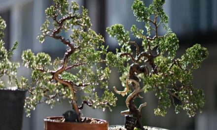 Bonsai ginepro: facile prendersene cura, ma attenzione alla potatura