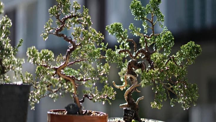 Bonsai ginepro: facile prendersene cura, ma attenzione alla potatura