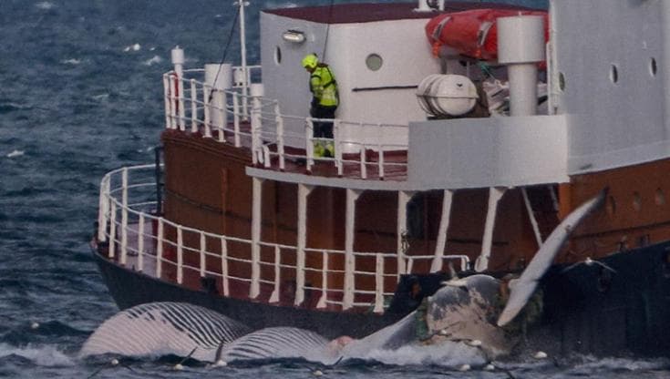 L’Islanda autorizza la caccia alle balene fino al 2029