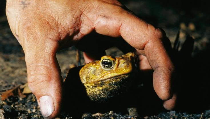 Con l’aumento delle temperature di 2 gradi potremmo perdere un terzo delle specie animali