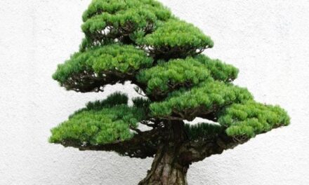 Bonsai pino: come prendersene cura