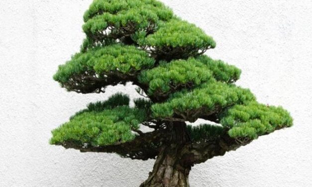 Bonsai pino: come prendersene cura