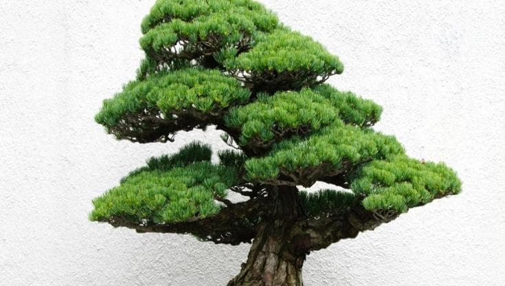 Bonsai pino: come prendersene cura