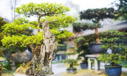 Bonsai quercia, il segreto è nelle radici