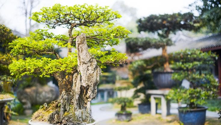 Bonsai quercia, il segreto è nelle radici