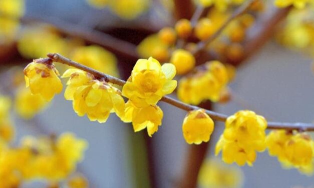 Calicanto invernale, l’arbusto resistente al freddo che viene dalla Cina