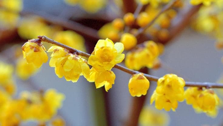 Calicanto invernale, l’arbusto resistente al freddo che viene dalla Cina