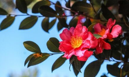 Camelia sasanqua, fiori d’inverno: la guida