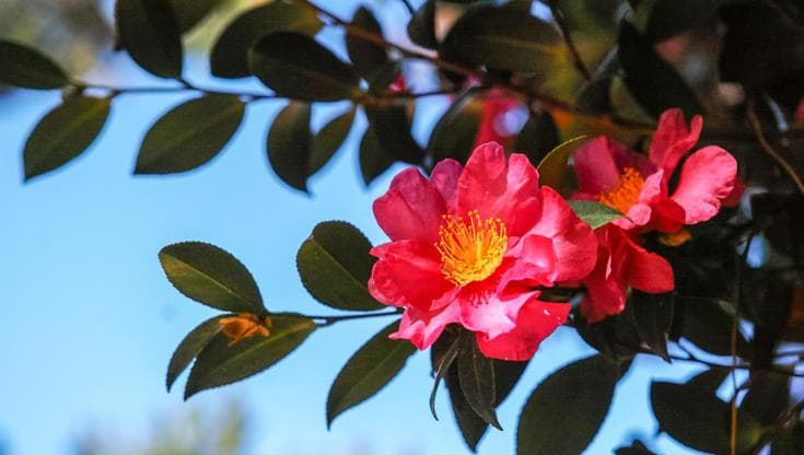 Camelia sasanqua, fiori d’inverno: la guida