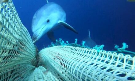 I dissuasori acustici salvano i delfini dalla pesca