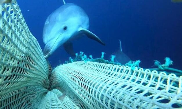 I dissuasori acustici salvano i delfini dalla pesca