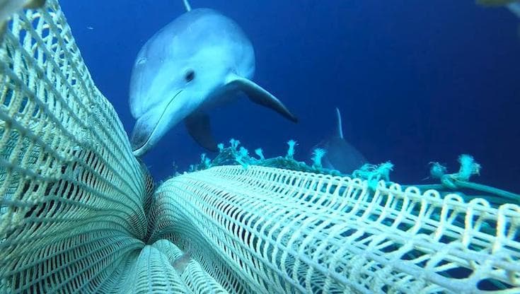 I dissuasori acustici salvano i delfini dalla pesca